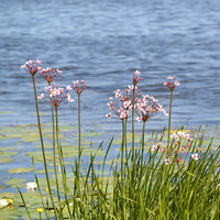 Blühende Binse Butome in Doldenform - Butomus umbellatus - Bakker