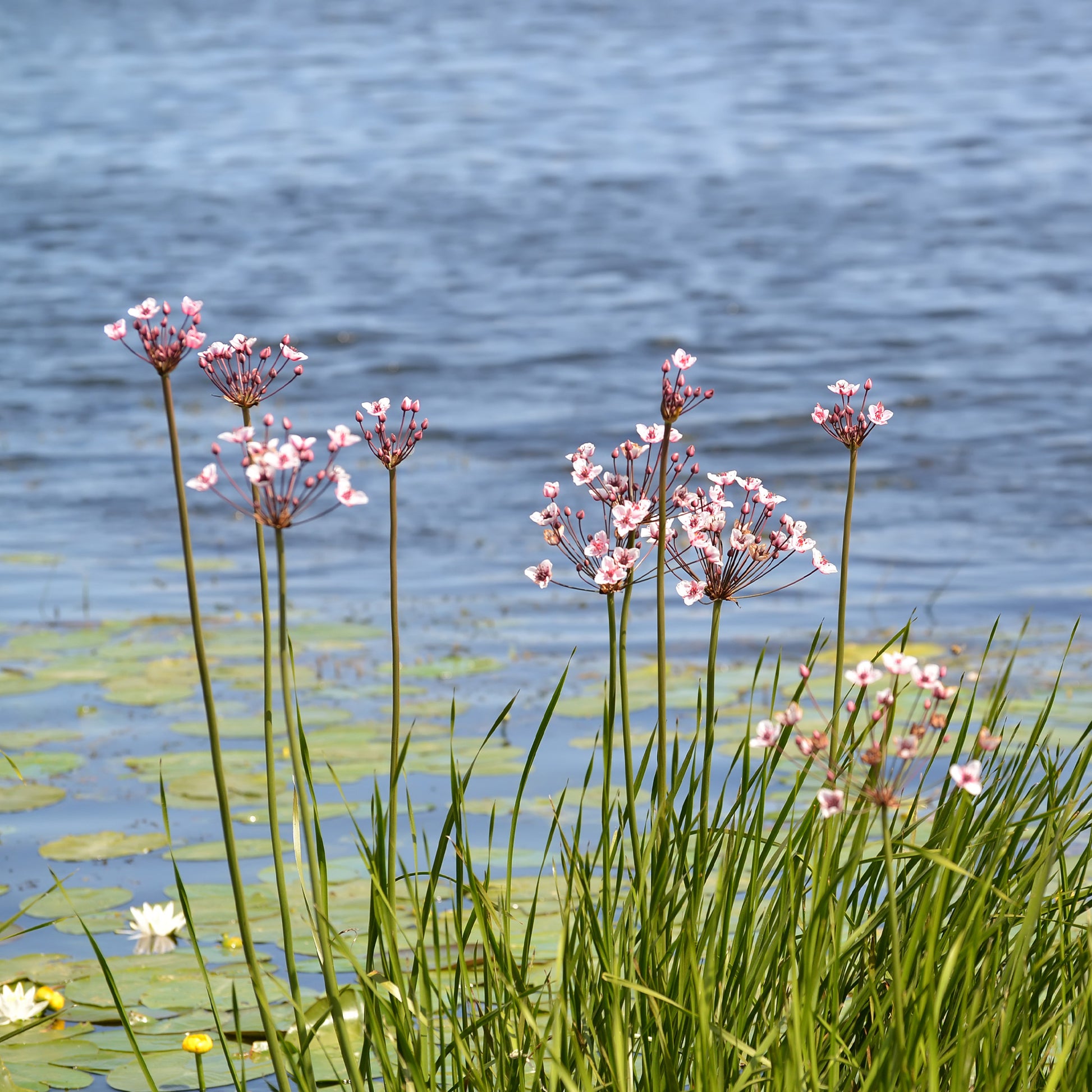 Blühende Binse Butome in Doldenform - Butomus umbellatus - Bakker