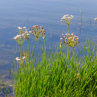 Verkauf Blumenbinse