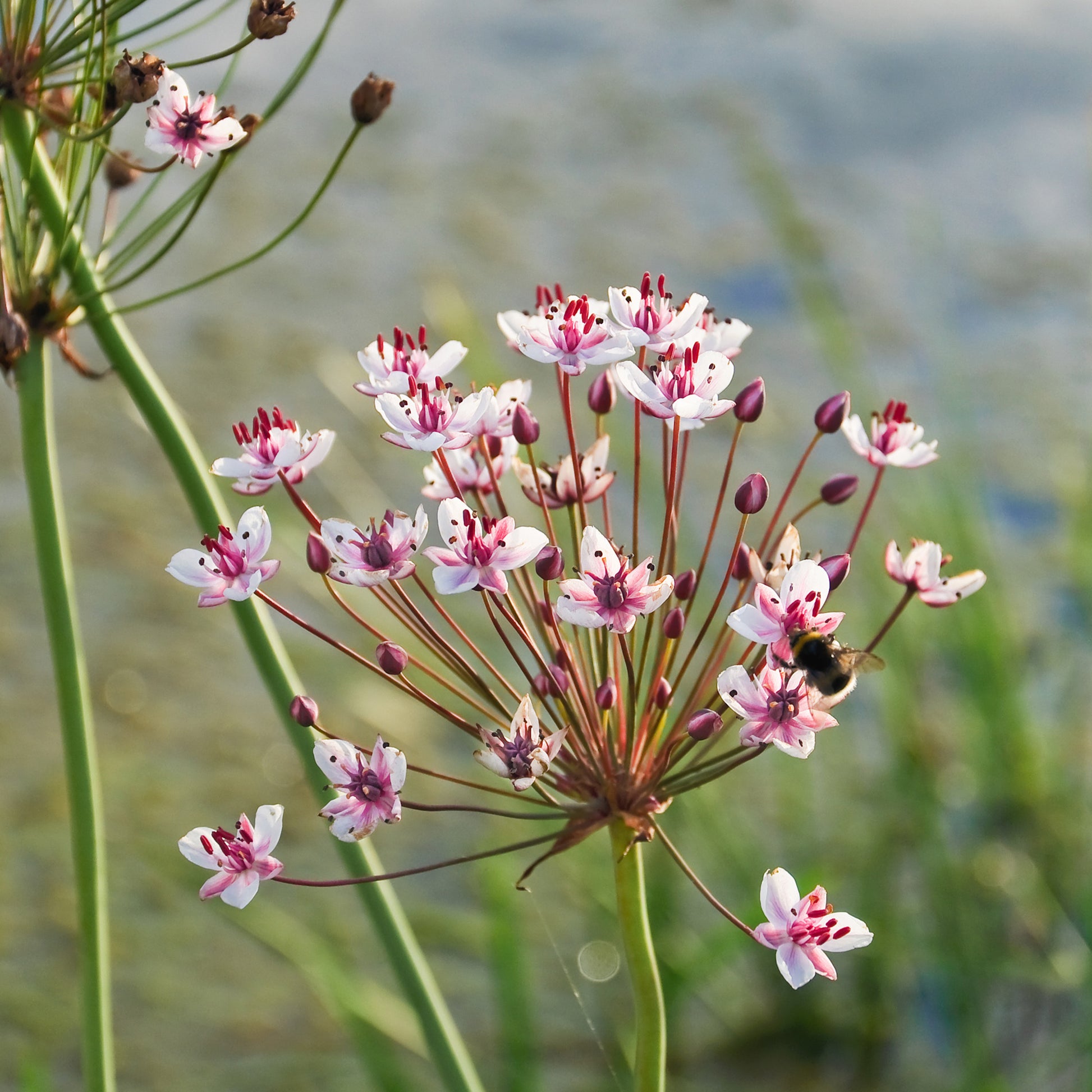 Nackte Wurzeln - Blühende Binse Butome in Doldenform - Butomus umbellatus