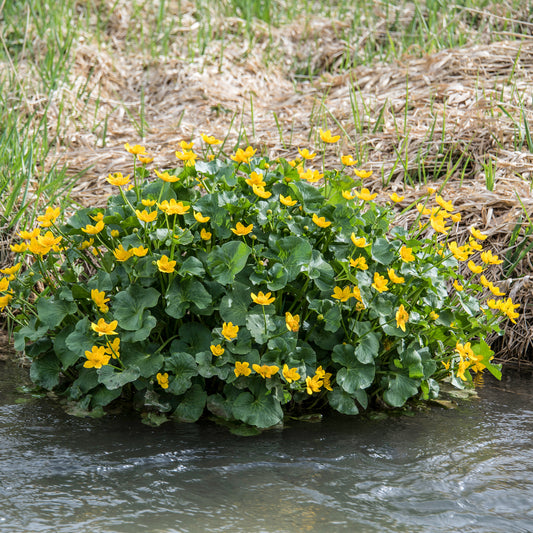 Sumpfdotterblume - Wasser-Ringelblume - Bakker