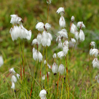 Schmalblättriges Wollgras - Eriophorum angustifolium - Bakker
