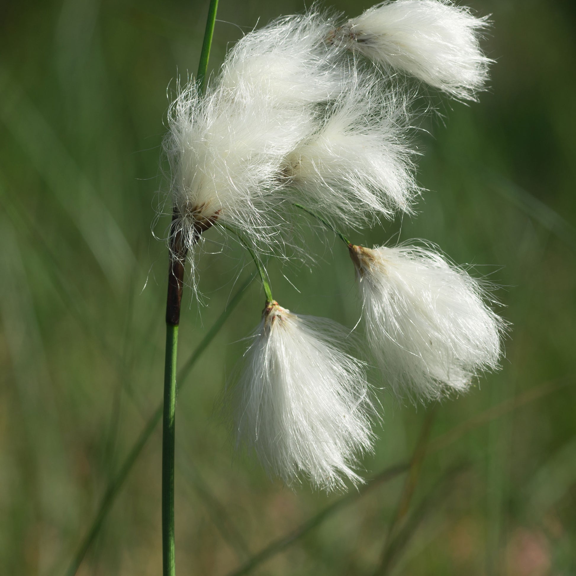 Eriophorum angustifolium - Schmalblättriges Wollgras - Alle Teichpflanzen
