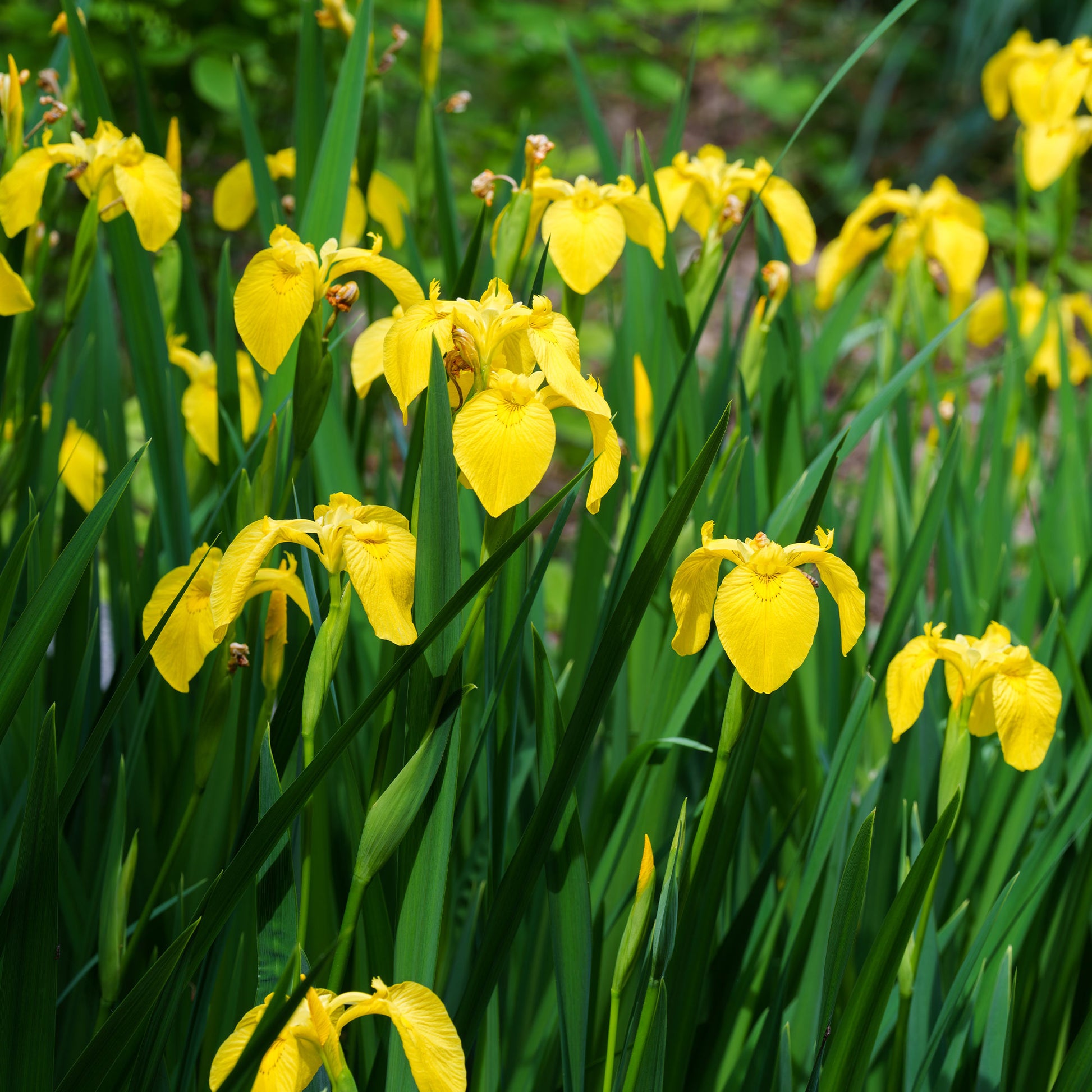 Sumpfschwertlilie - Iris pseudacorus - Bakker