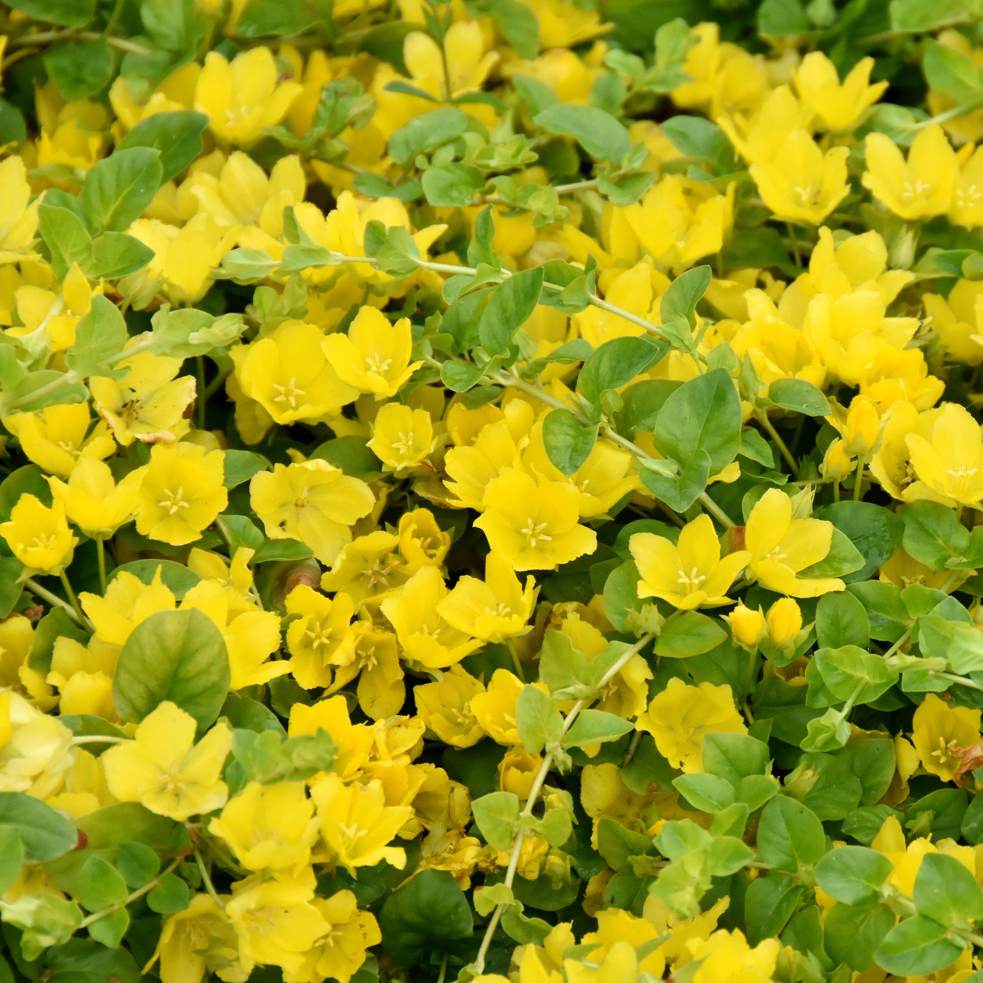 Pfennigkraut - Bakker