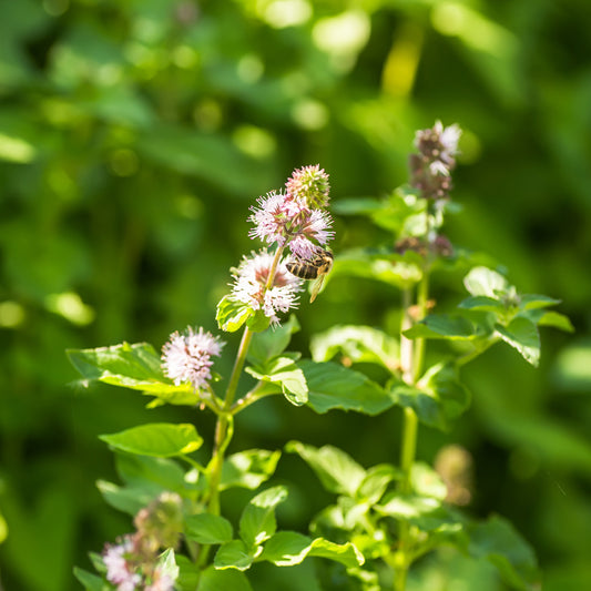 Wasserminze - Bakker