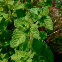 Wasserminze - Mentha aquatica - Bakker