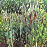 Bakker Schmalblättriger - Bakker