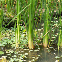 Verkauf Bakker Schmalblättriger - Typha angustifolia