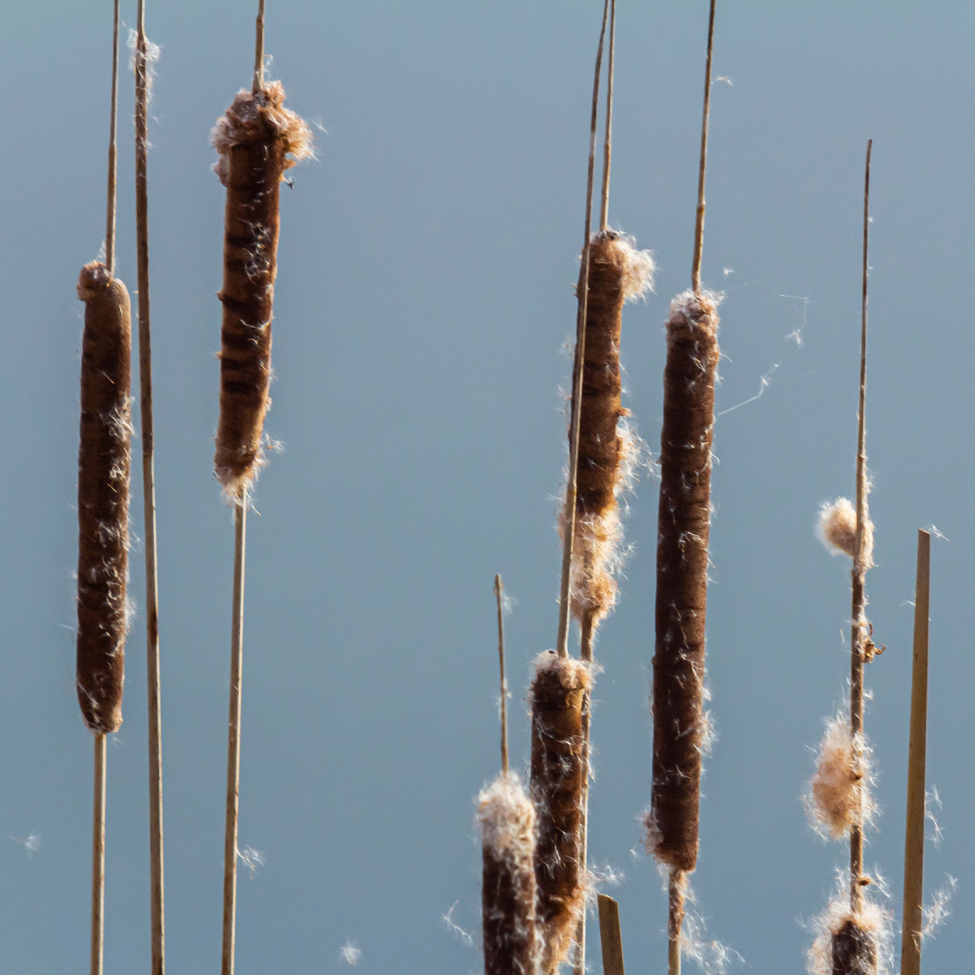 Rohrkolben - Bakker Schmalblättriger - Typha angustifolia