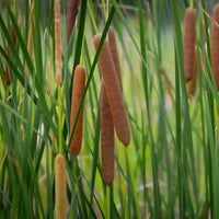 Typha angustifolia - Bakker Schmalblättriger - Rohrkolben