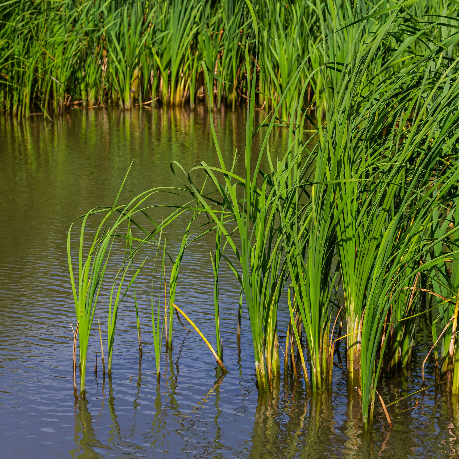 Bakker Schmalblättriger - Typha angustifolia - Bakker