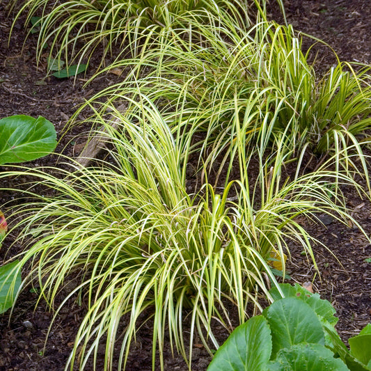 Schmalblättriger Kalmus 'Ogon' - Bakker