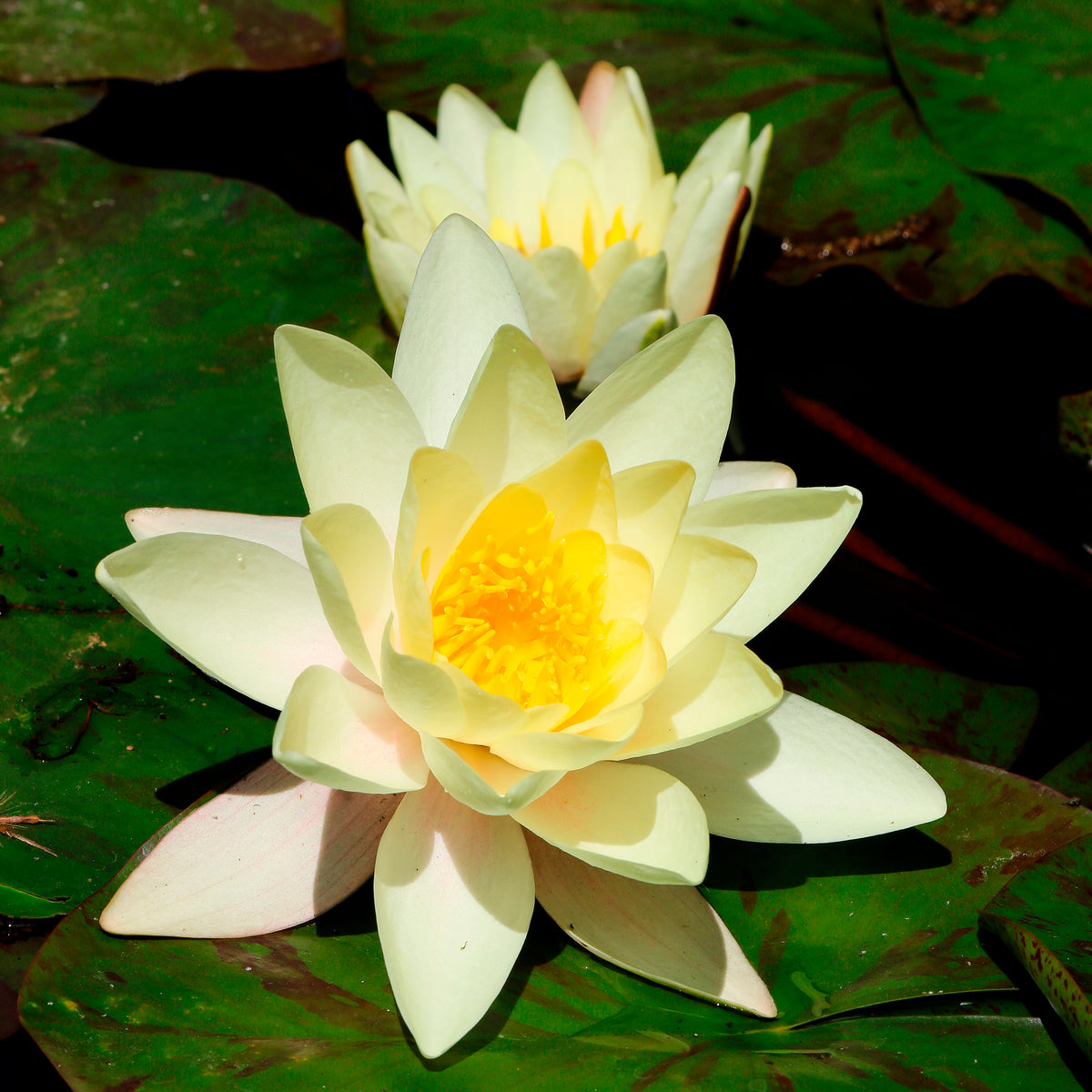 Nymphaea marliacea Chromatella - Seerose 'Marliacea Chromatella' - Seerosen