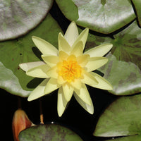 Seerose 'Marliacea Chromatella' - Bakker