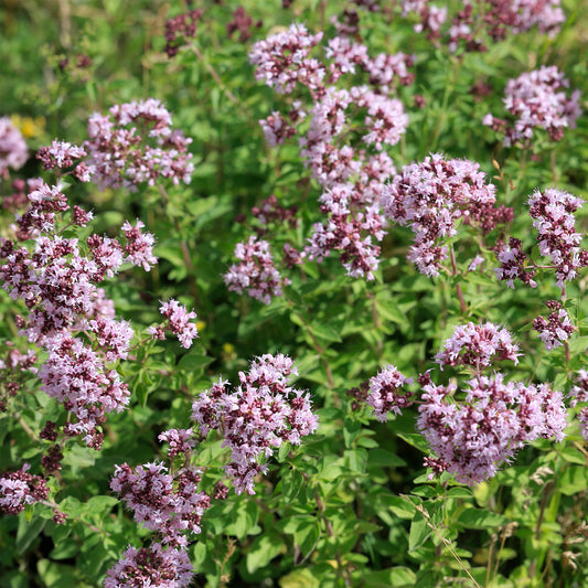 Echter Dost - Oregano - Bakker