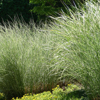 Chinagras Miscanthus 'Morning Light' - Miscanthus sinensis morning light - Bakker