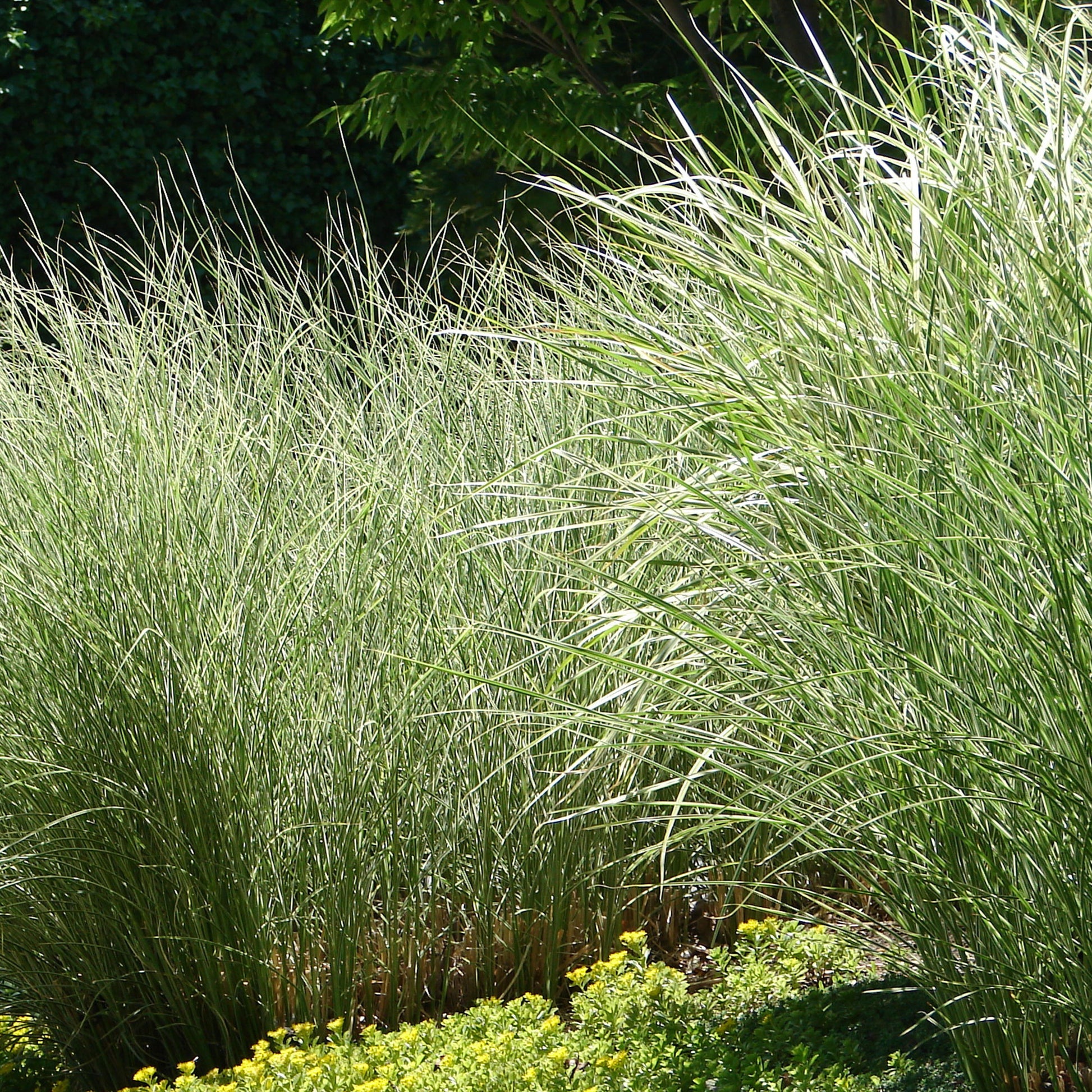 Chinagras Miscanthus 'Morning Light' - Miscanthus sinensis morning light - Gartenpflanzen