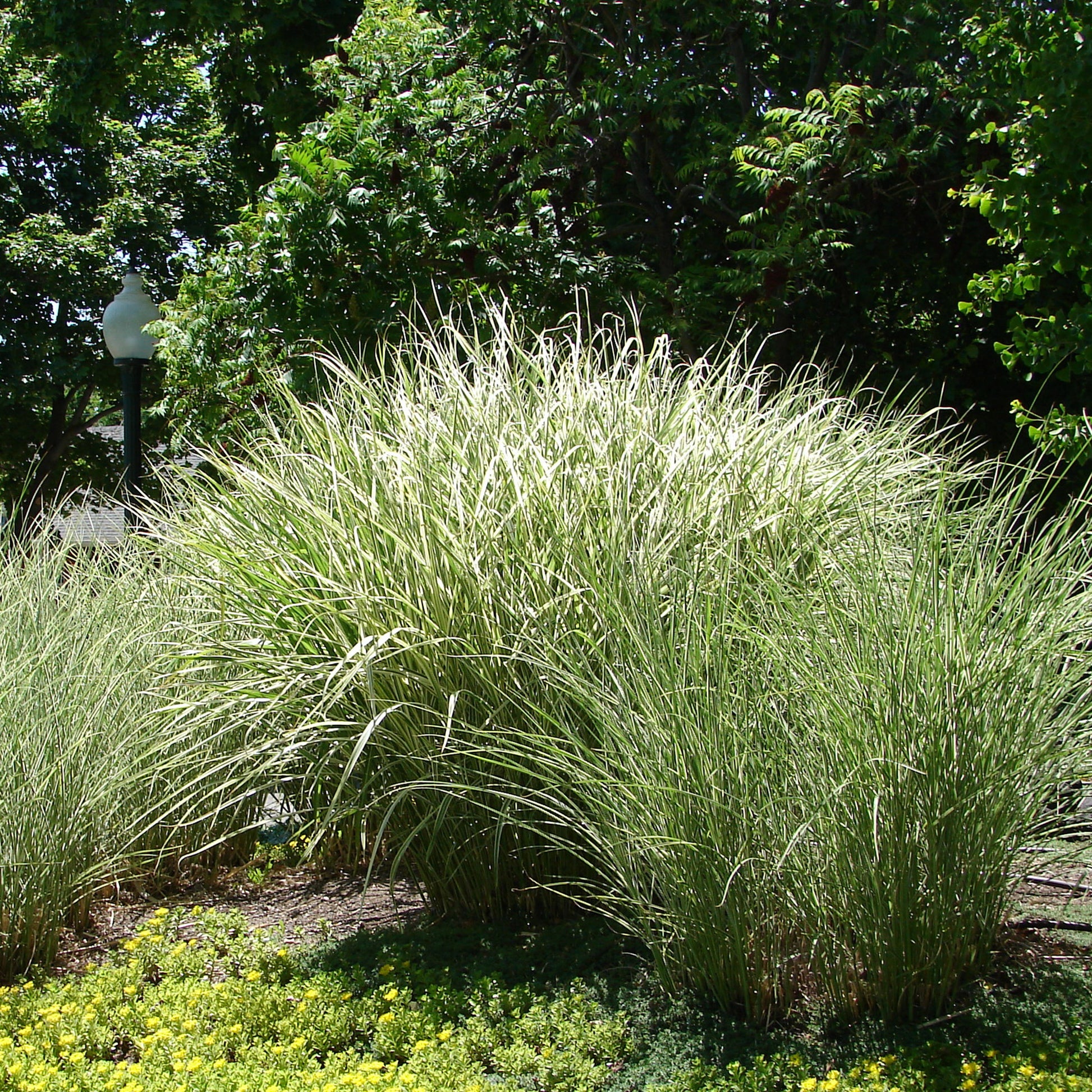 Chinagras Miscanthus 'Morning Light' - Miscanthus sinensis morning light - Gartenpflanzen