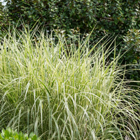 Chinagras Miscanthus 'Variegatus' - Miscanthus sinensis variegatus - Bakker