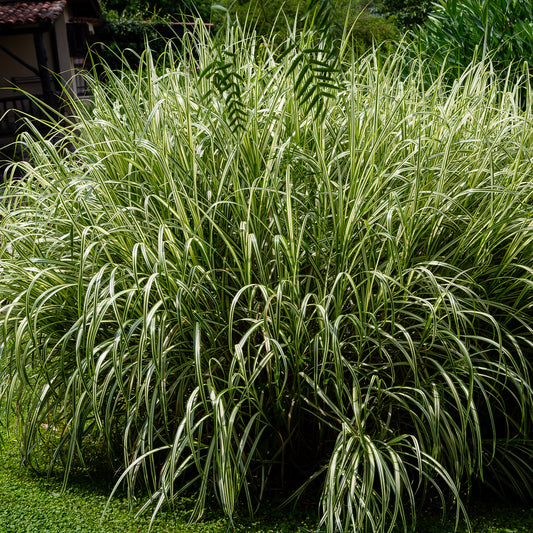Chinagras Miscanthus 'Variegatus' - Bakker
