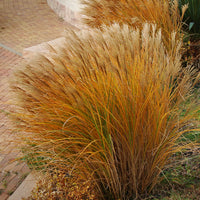 Chinaschilf 'Gracillimus' - Miscanthus sinensis gracillimus - Bakker