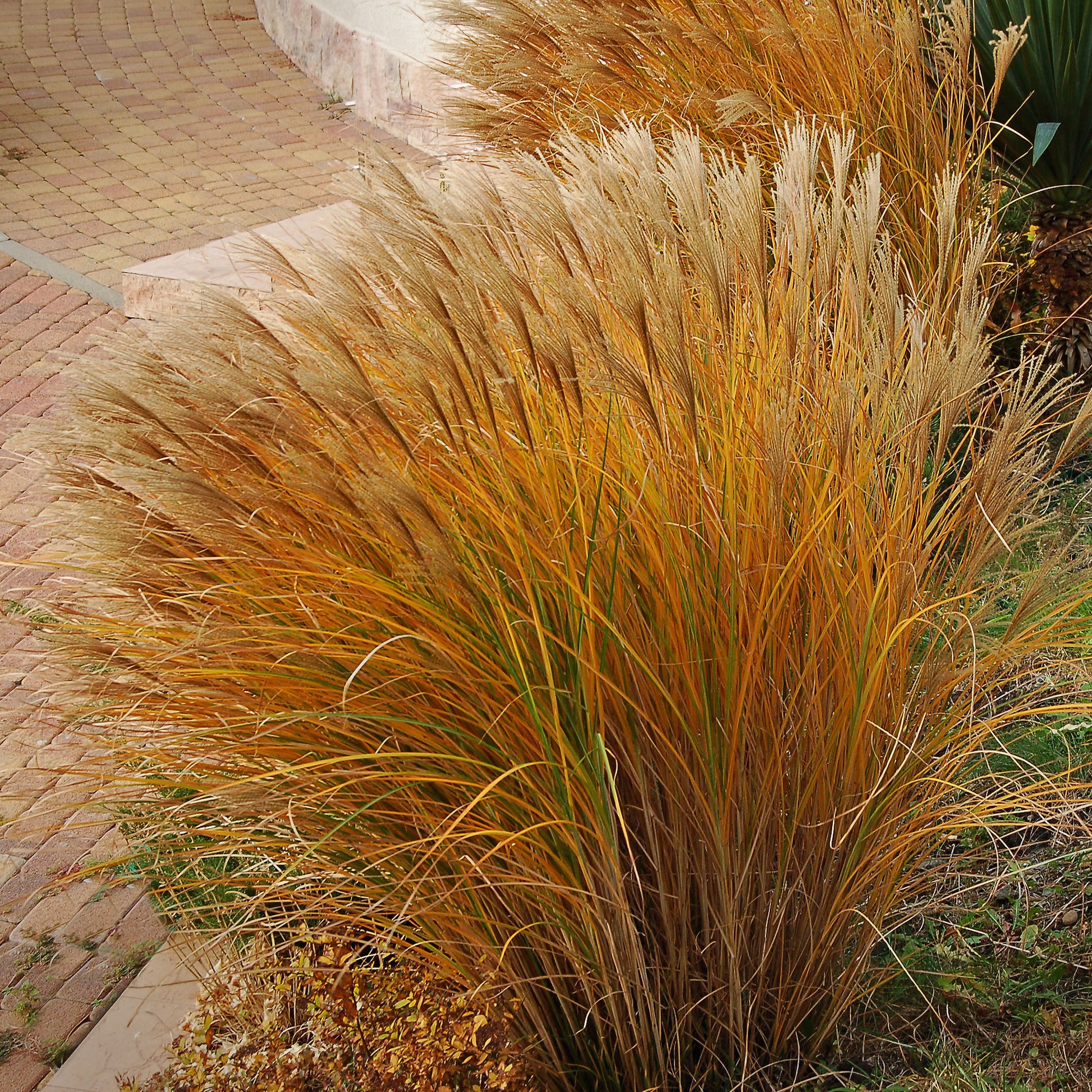 Chinaschilf 'Gracillimus' - Miscanthus sinensis gracillimus - Bakker
