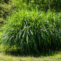 Verkauf Chinaschilf 'Gracillimus' - Miscanthus sinensis gracillimus