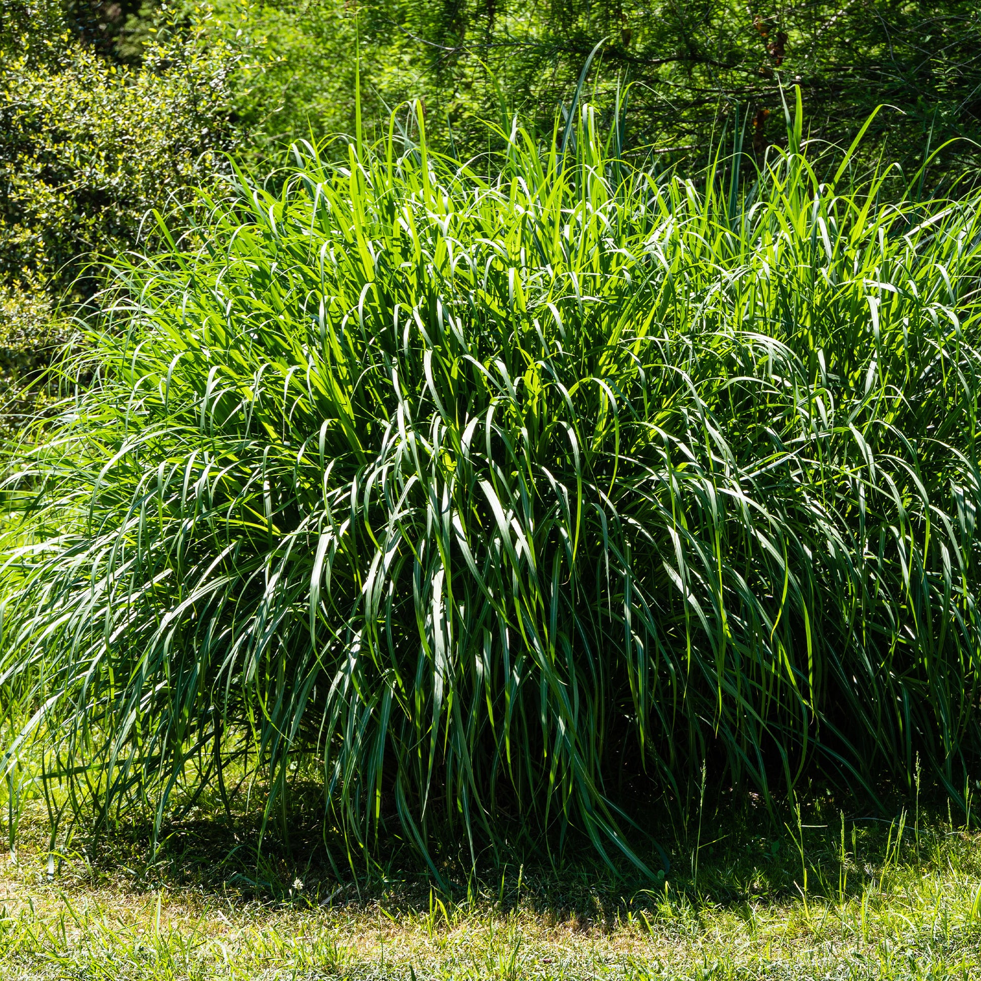 Verkauf Chinaschilf 'Gracillimus' - Miscanthus sinensis gracillimus