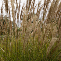 Verkauf Chinaschilf 'Gracillimus'