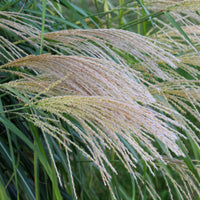 Miscanthus - Miscanthus - Chinaschilf 'Gracillimus' - Miscanthus sinensis gracillimus
