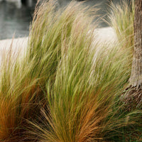 Muhlenbergia capillaris, Stipa tenuissima - 4 dekorative Ziergräser - Gräser
