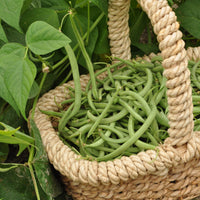 Phaseolus vulgaris nain mangetout contender - Buschbohne Contender - Samen für Bohnen