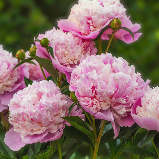 Pfingstrose Paeonia 'Sorbet' - Bakker