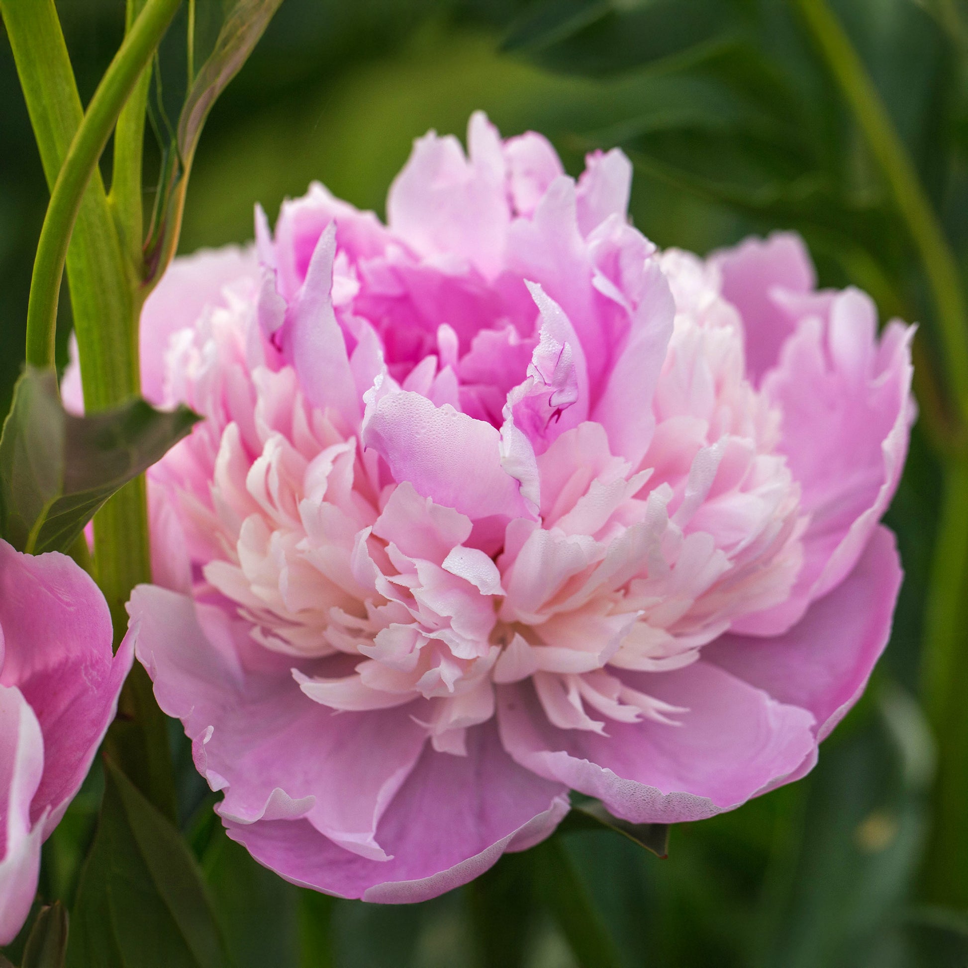 Pfingstrose Paeonia 'Sorbet' - Paeonia lactiflora x sorbet - Bakker