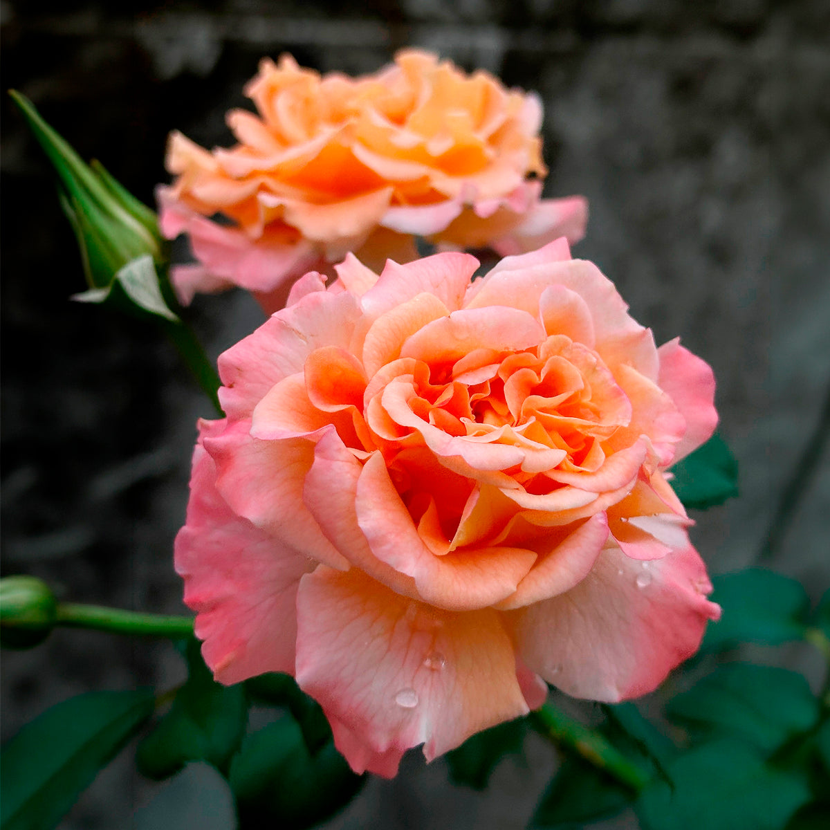 Edelrose 'Augusta Louise' - Rosa augusta louise - Bakker