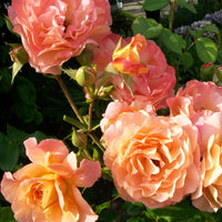 Rosa augusta louise - Edelrose 'Augusta Louise' - Rosen mit großen Blüten