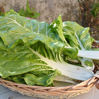 Weißer Mangold Blonde à cardes blanches 2 - Beta vulgaris cicla blonde à cardes blanches 2 - Bakker