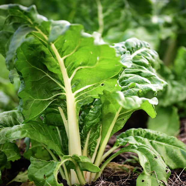 Weißer Mangold Blonde à cardes blanches 2 - Beta vulgaris cicla blonde à cardes blanches 2 - Gemüsegarten