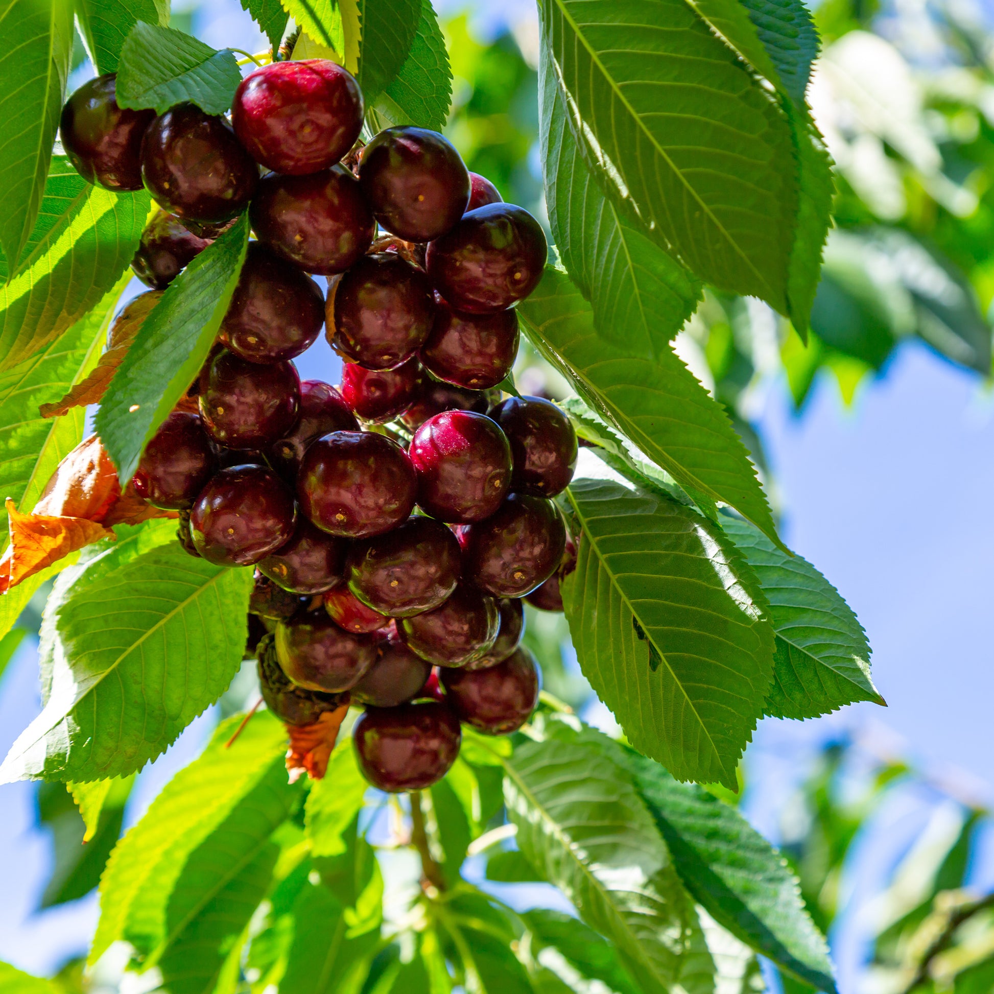 Kirschbaum 'Kordia' - Prunus avium kordia - Obst