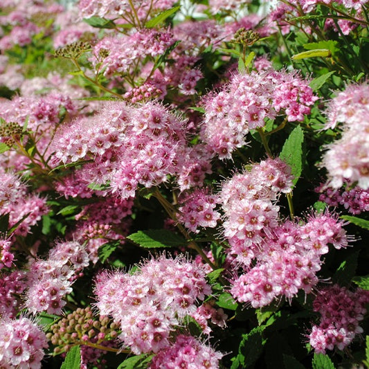 Dreifarbige Spierstrauch Hecke von 1,5m Länge - Spiraea japonica shirobana - Gartenpflanzen