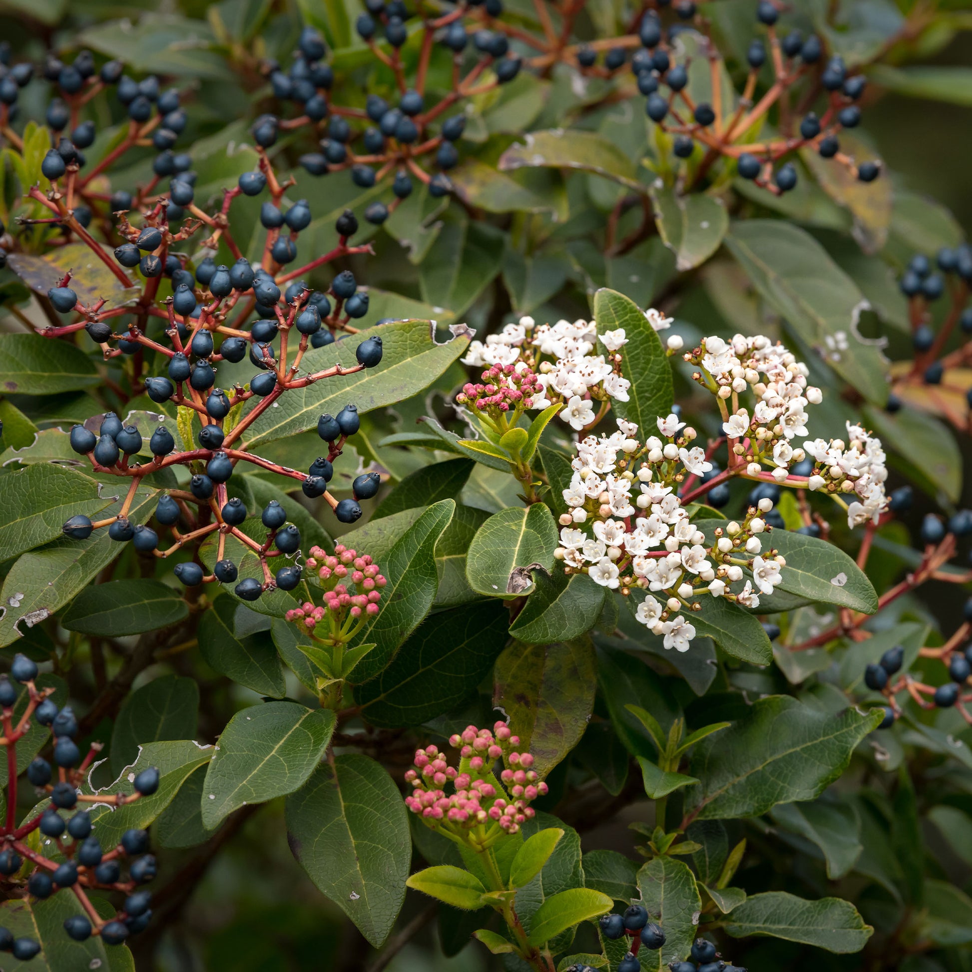 Lorbeer-Schneeball - Viburnum - Bakker