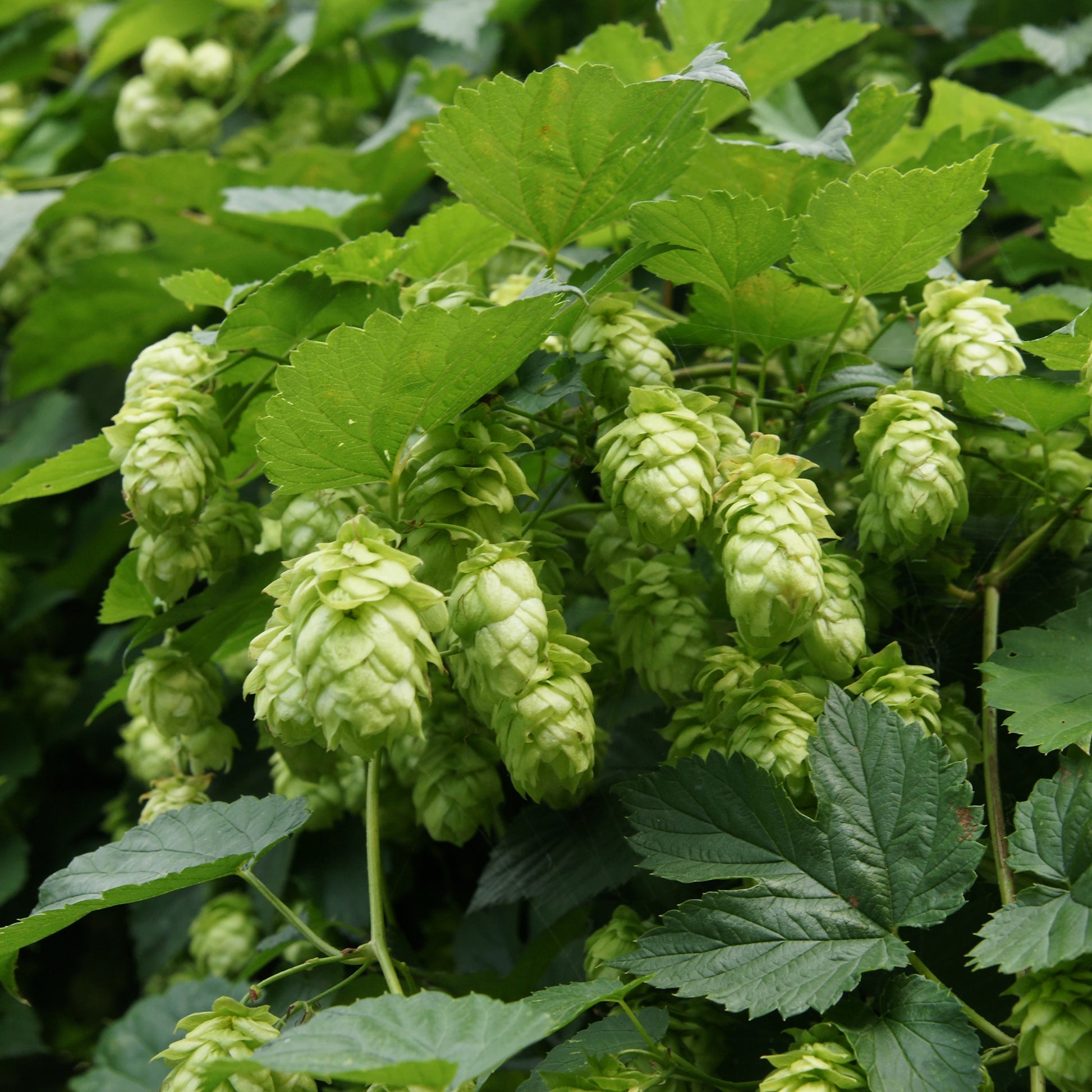 Verkauf Hopfen 'Magnum' - Humulus lupulus magnum