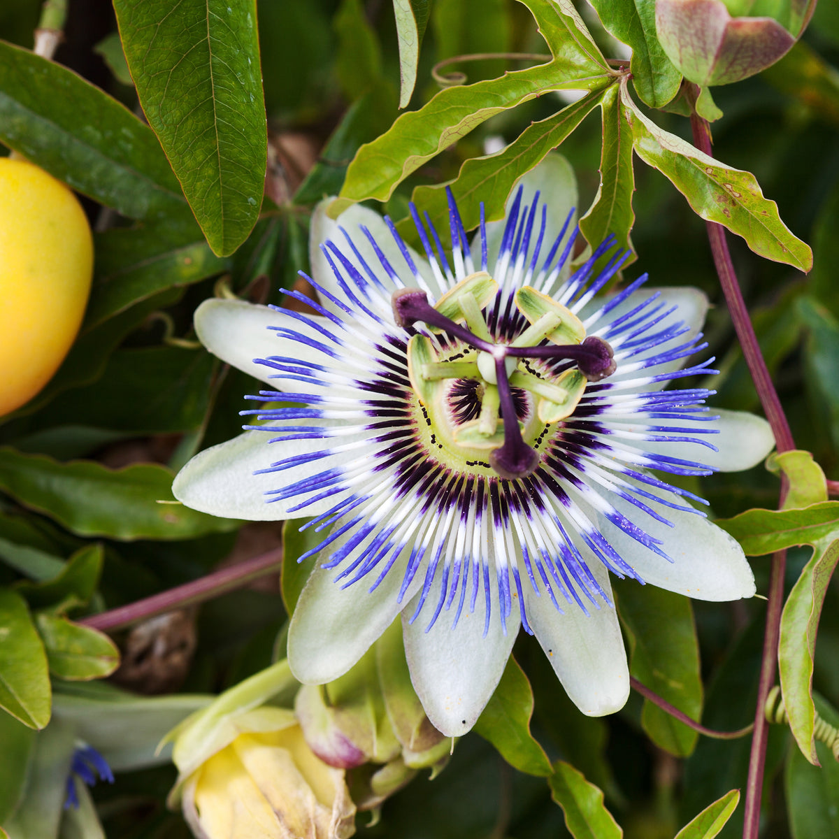 Passionsblume