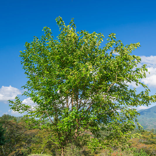 Maulbeere 'Mulle' - Bakker