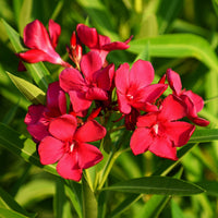 Nerium oleander - Rote Oleander - 