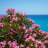 Oleander - Rosenlorbeer - Nerium oleander