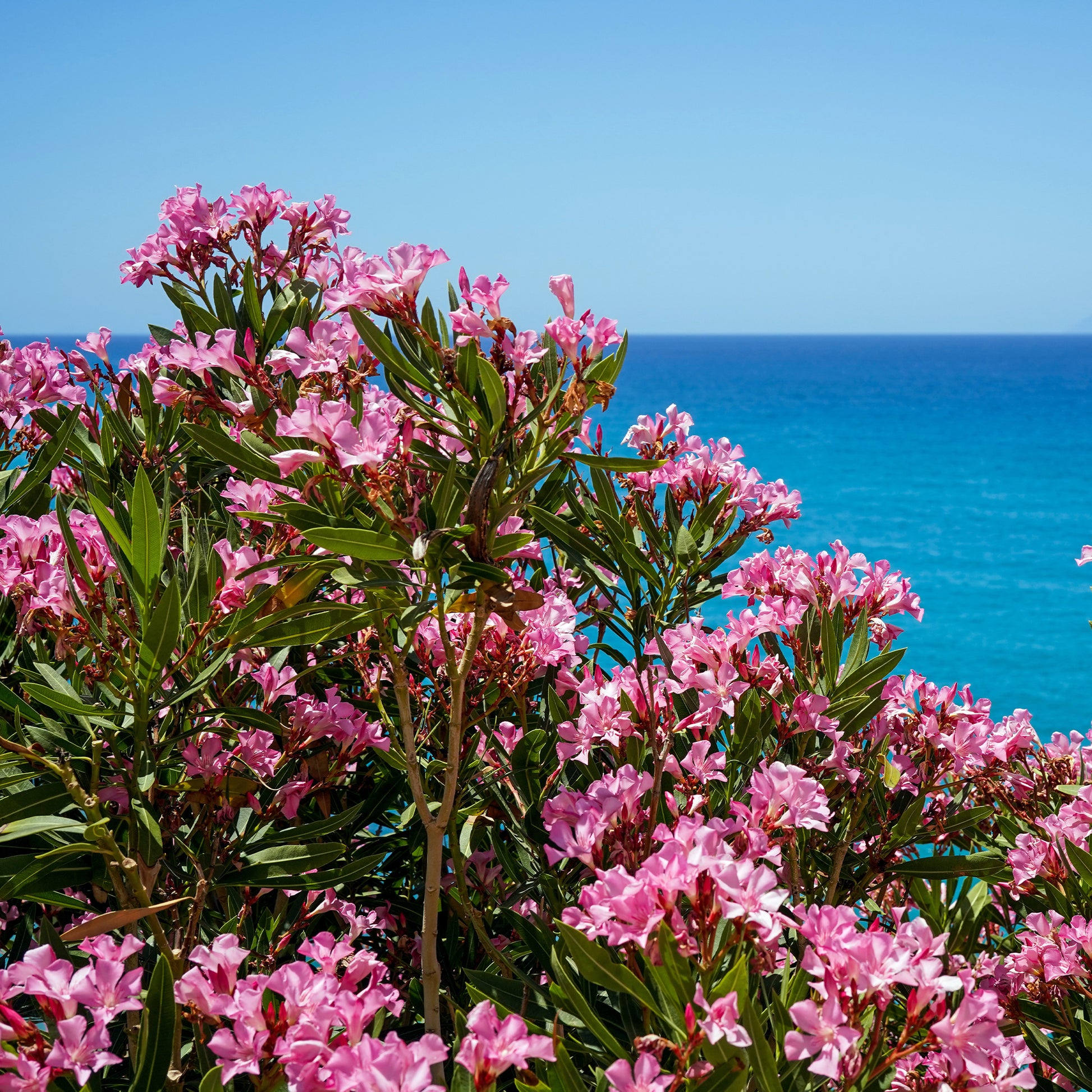 Oleander - Rosenlorbeer - Nerium oleander