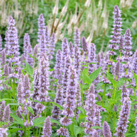 Duftnessel 'Blue Fortune' - Agastache blue fortune - Bakker