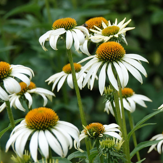 Purpursonnenhut 'Alba'